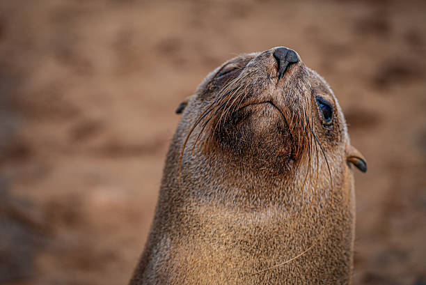 istock Cape Fur Seal Close-Up Portrait at Cape Cross, Namibia. 2225154123