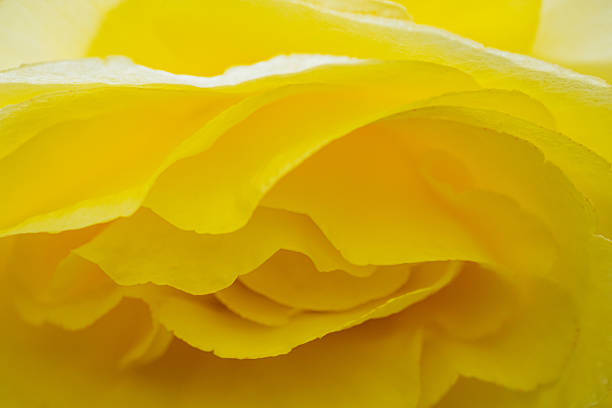 Yellow colored rose flowers in bloom, May 2024