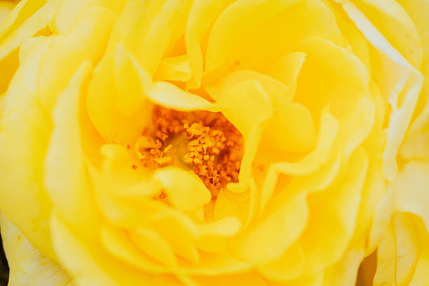 istock Yellow colored rose flowers in bloom, May 2024 2225154328