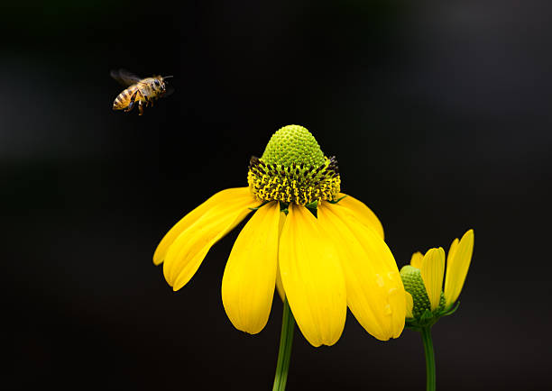 Summer time, a honey bee is flying over a yellow flowers on a dark background