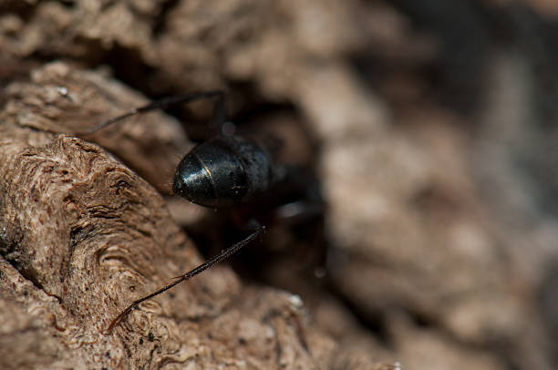 istock Back view of an ant. 2225154504