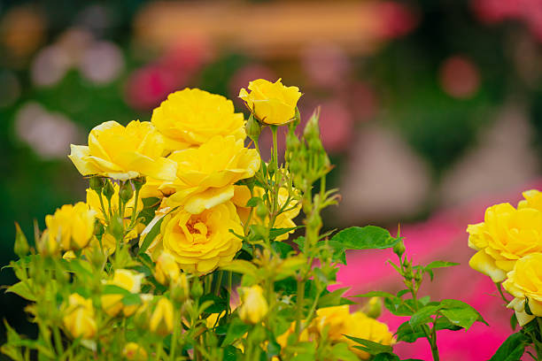 Yellow colored rose flowers in bloom, May 2024