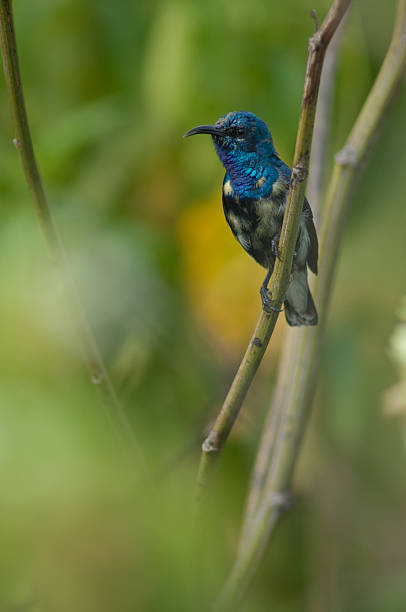 istock Male purple sunbird. 2225154734