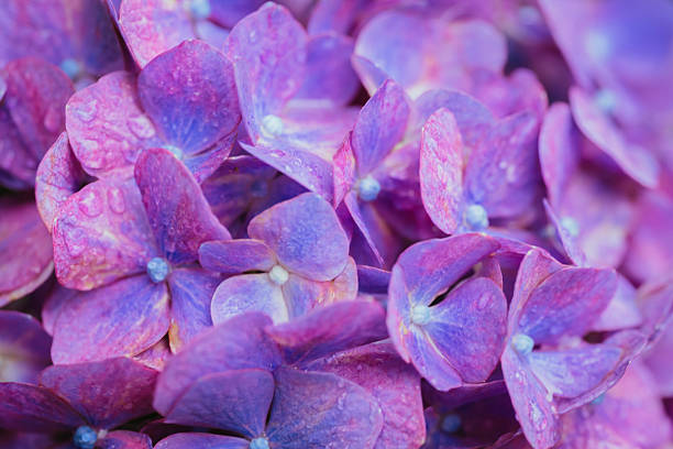 istock Purple colored hydrangea flowers in bloom, June 2024 2225156116