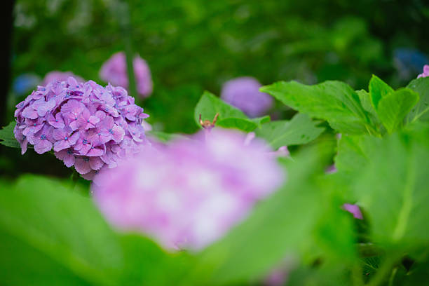 istock Purple colored hydrangea flowers in bloom, June 2024 2225156152