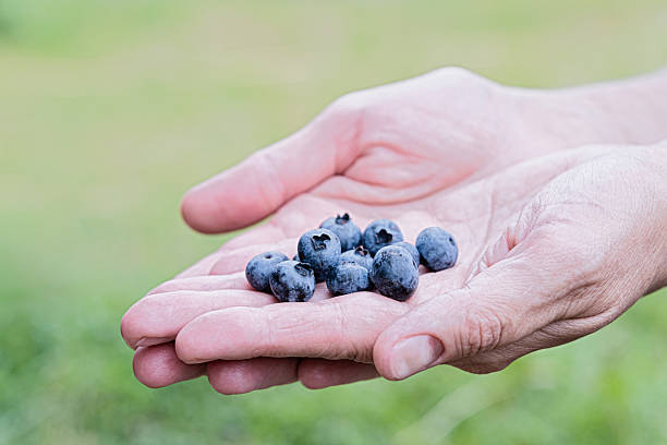 istock Fresh blueberry in hand, summer harvest, antioxidant berry 2225156455