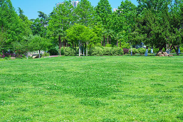 Green grass and trees on a sunny day. High quality photo
