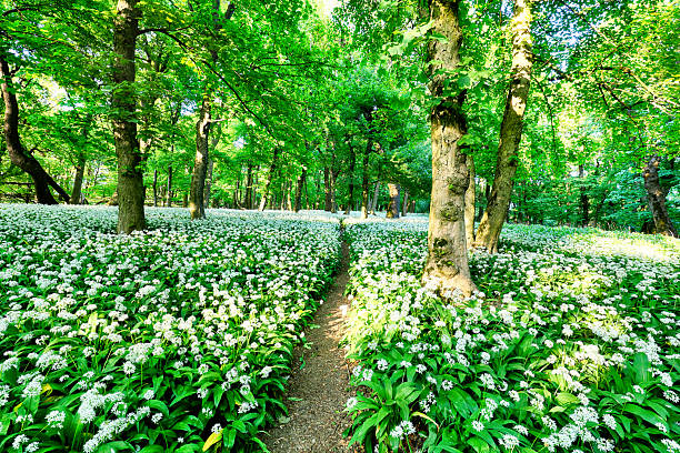 Wild Garlic in Bloom with sun in green forest landscape