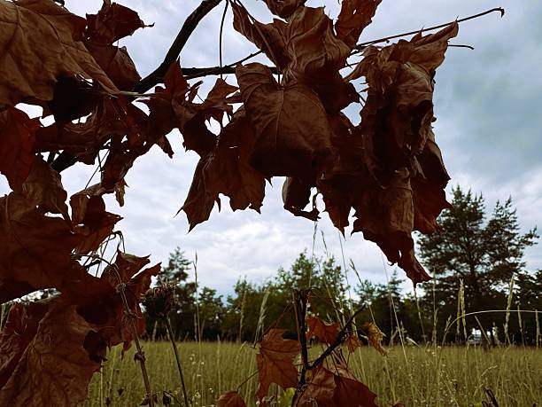 Withered brown leaves on branches captured under grey skies, evoking a melancholic mood. Can be featured in social media campaigns focused on autumn.