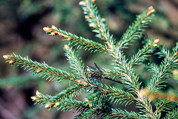 Damselfly sitting on a spruce tree branch