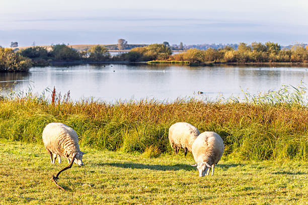 Sheeps grazing on a wet meadow by a lake in autumn