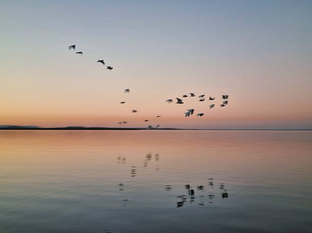 istock Wings of dusk 2225159837