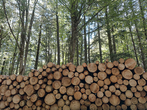 A large stack of cut timber logs is piled alongside a forest road. The neatly arranged tree trunks vary in diameter and are positioned in front of a dense coniferous forest, suggesting recent logging activity. The scene highlights the raw material and industrial harvesting process associated with forestry and deforestation.