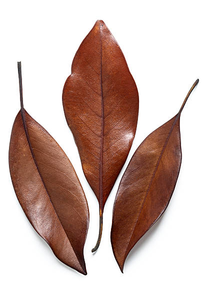 istock Three Dry Brown Leaves Displayed Against a Clean White Background 2225161661