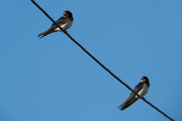 istock Swallows on a wire against a blue sky, close-up. Barn Swallow (Hirundo rustica) perched on wire. 2225163207