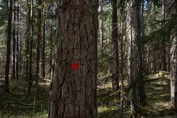 istock Marked Tree Trunk in Dense Forest. Close-up of a tree trunk with a red paint mark in a dense forest, likely indicating a trail or forestry boundary. 2225164347