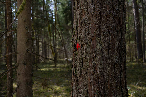 istock Marked Tree Trunk in Dense Forest. Close-up of a tree trunk with a red paint mark in a dense forest, likely indicating a trail or forestry boundary. 2225164348