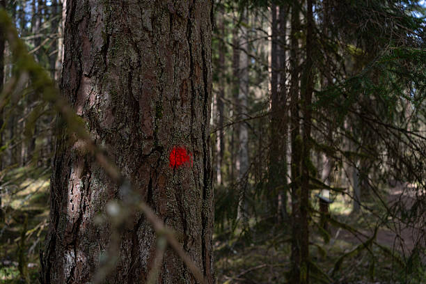 istock Marked Tree Trunk in Dense Forest. Close-up of a tree trunk with a red paint mark in a dense forest, likely indicating a trail or forestry boundary. 2225164349