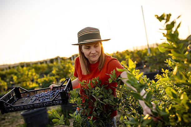 Female farmer picking fresh blueberries on a organic farm