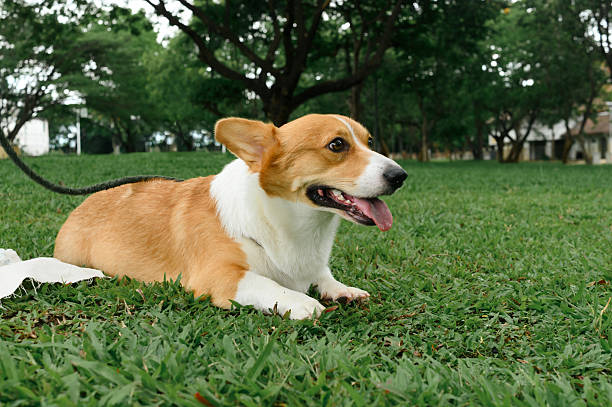 istock Leashed corgi panting playfully while relaxing on the lawn in a quiet urban park 2225165968