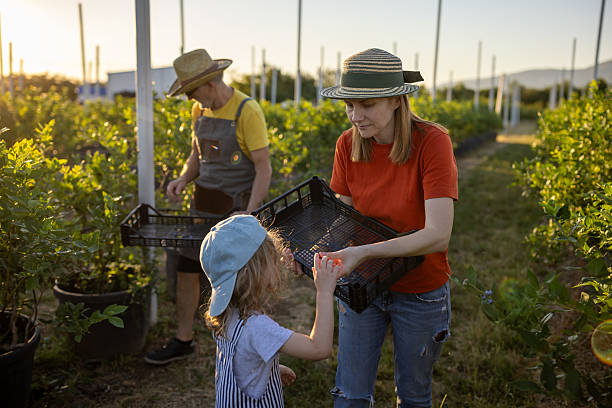 Multi-generation family spends time on an organic blueberry farm