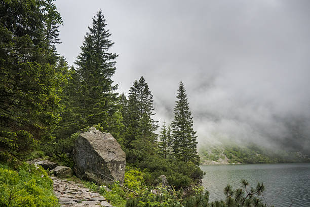 Mountain road, forest path, journey in a national park.