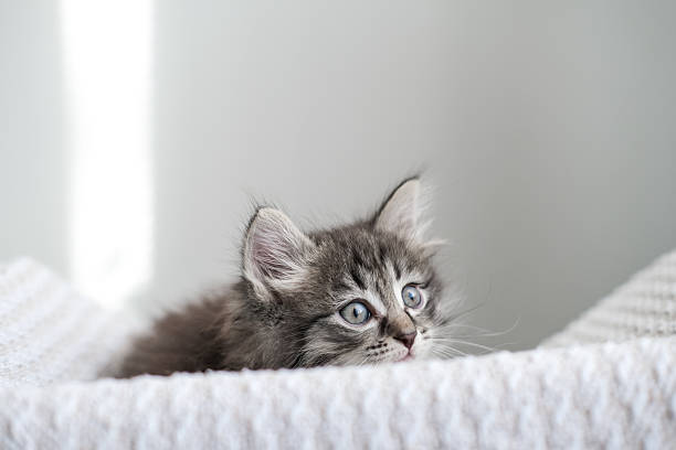 Fluffy tabby kitten with wide blue eyes gazes curiously from a white knitted surface. Perfect for themes of innocence, wonder and adorable pets
