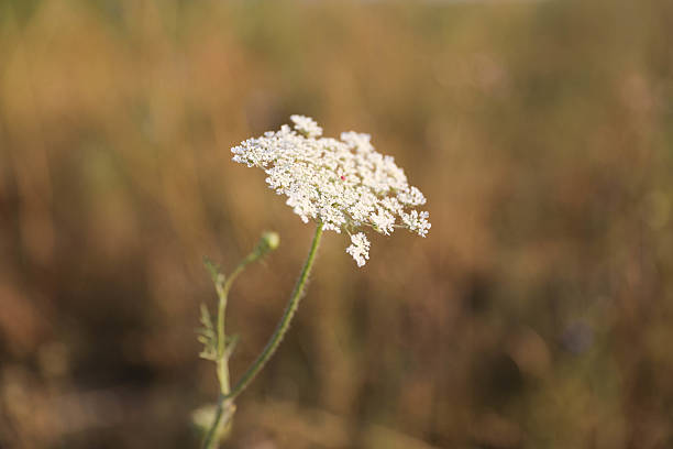 Close-up of blooming Wild Carrot Flower, also known as Queen Anne’s Lace, growing in a Meadow. The delicate white Flower stands tall against a soft blurred background of Grass and natural Vegetation in warm sunlight.