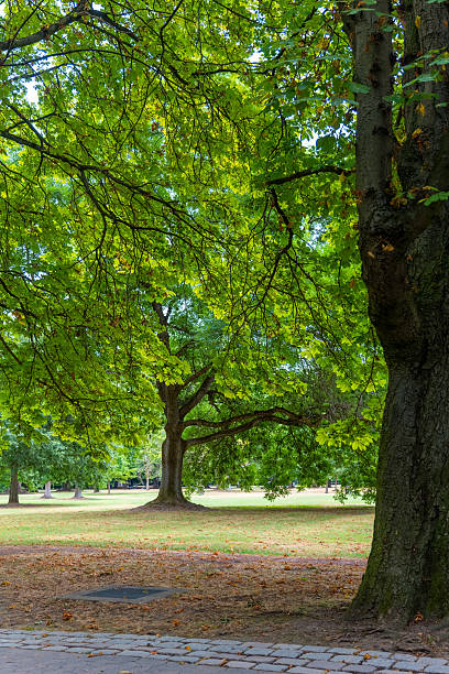 istock Lush trees in a tranquil park during a sunny afternoon in late summer 2225169124