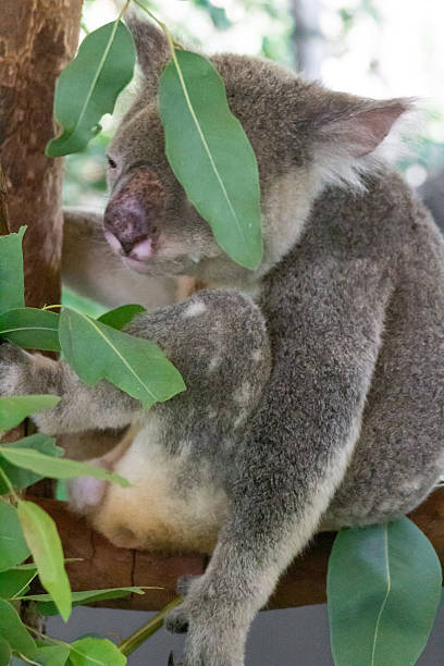 istock Cute Wild Koala munching leaves and sleeping on eucalyptus tree branches in a natural habitat during daylight hours in Australia. Wildlife Moment. Animal in Nature Close up. 2225169835