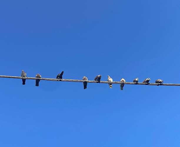 istock Group of Birds Perched on an Electrical Wire Against a Clear Blue Sky 2225169963