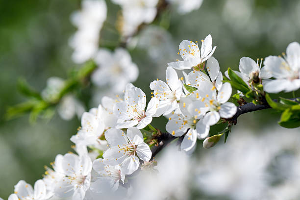 istock Spring border background with blossom, close-up. Abstract floral spring background. Blossoms over blurred nature background 2225170887
