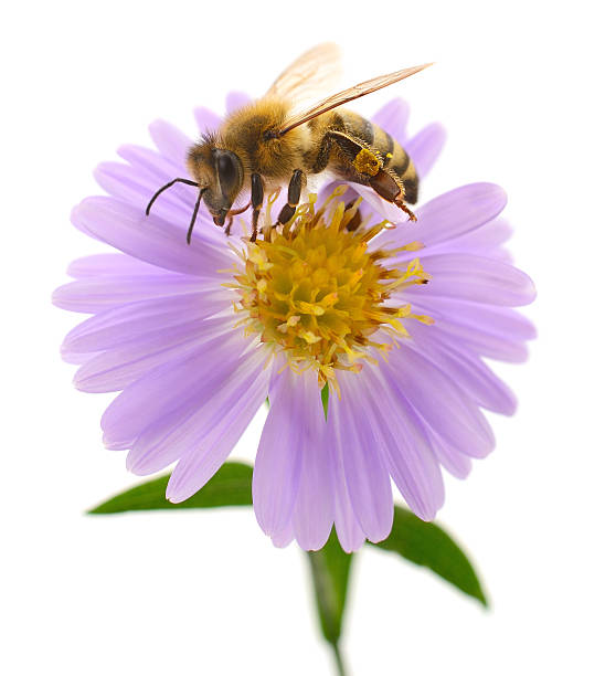 istock Honeybee and blue flower 2225171672
