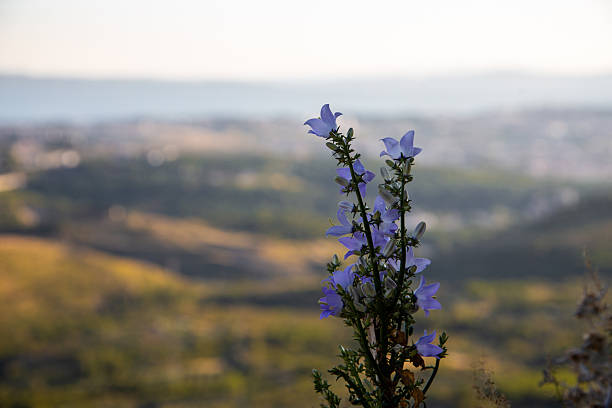 A bright close-up of a purple bellflower (Campanula) stem growing on a rugged high-altitude hillside in Croatia. The delicate petals and green stalks are sharply in focus, standing out against a softly blurred panoramic valley and distant hills.