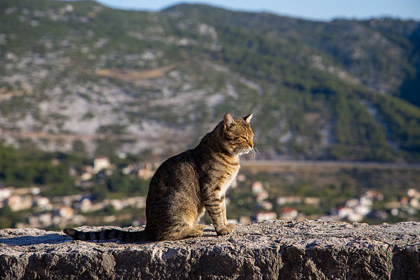 istock Tabby Cat Resting on a Sunlit Stone Wall with Mediterranean View 2225174030