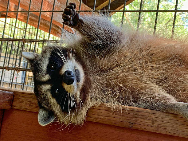 istock Raccoon Lounging and Reaching Out 2225174034