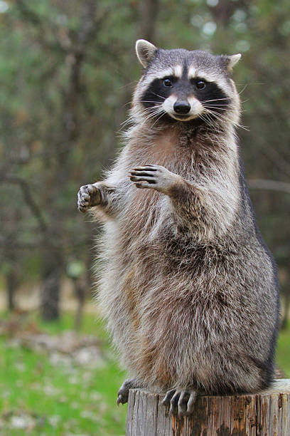 Raccoon, Procyon lotor,  by the water in Kalispell, Montana.