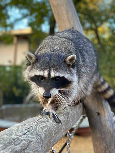 istock Raccoon Walking Along Tree Branch 2225174094