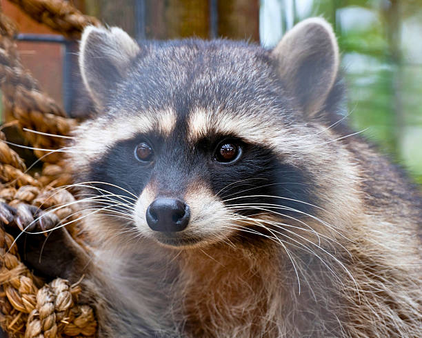 istock Raccoon Peers from Nesting Rope 2225174196