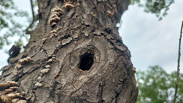 istock A tree trunk with rough, textured bark featuring a natural circular cavity or hollow in the center, possibly a former branch knot, offering a unique look at tree aging and wildlife habitat. 2225174919