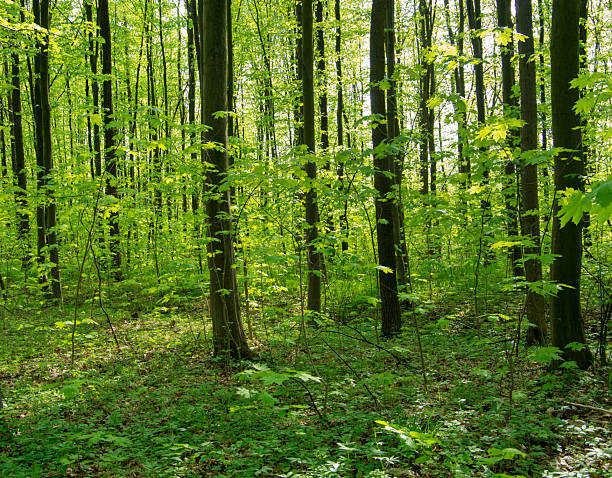istock Forest trees. nature green wood sunlight backgrounds 2225175036