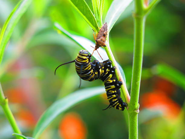 istock A Very Hungry Caterpillar 2225176096