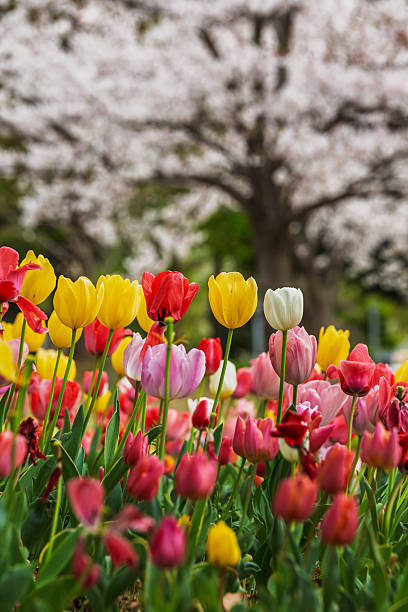 Vibrant tulips in various colors bloom against a soft-focus backdrop of a blossoming cherry tree. A breathtaking springtime scene, perfect for floral-themed designs and spring celebrations.