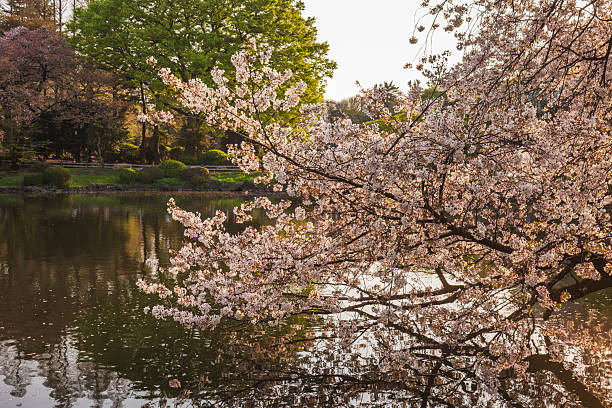 istock Serene cherry blossoms in full bloom gracefully overhang a tranquil pond, creating a picturesque reflection. This idyllic scene evokes springtime serenity.  Perfect for spring themes. 2225176291