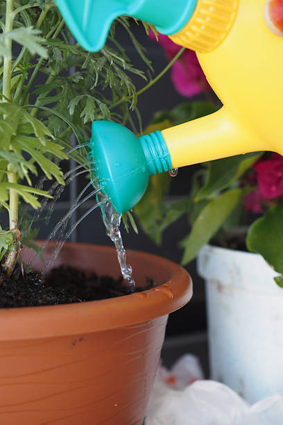 istock Watering plants with a yellow watering can in a garden setting 2225178539