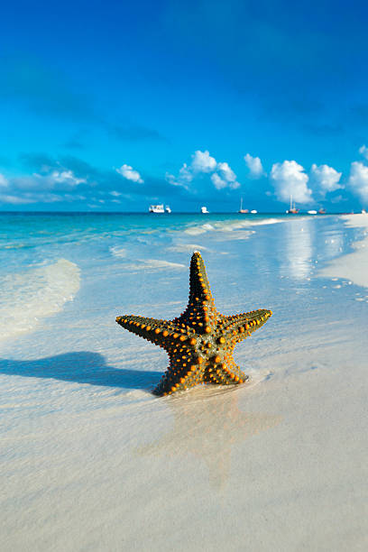 Starfish on the beach. sea