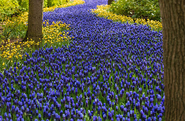 Lisse, Netherlands - May 7, 2016: Muscari flowers in Keukenhof. Keukenhof park, Netherlands. Grape hyacinth or muscari river in Keukenhof park in Holland. Fresh blooming Muscari flowers in the spring garden. Grape Hyacinth flower.