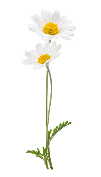 istock chamomile flower beautiful and delicate on white background. chamomile or daisies isolated on white background with clipping path. 2225181653