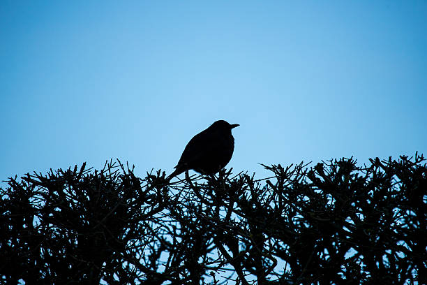 male of Common blackbird (Turdus merula) on berry of Cotoneaster plant in winter garden, snowy day,