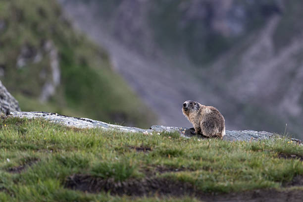 istock Alpine Marmot in the Austrian Alps During Summer Months 2225182467